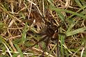 Dolomedes_plantarius_D5147_Z_88_Canal du Nivernais_Frankrijk